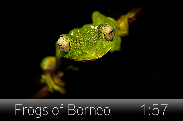 01_frogs_borneo